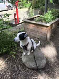 EssBO! - Essbare Stadt