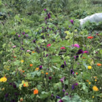 EssBO! Gärten und Gärtnern