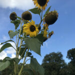 EssBO! Gärten und Gärtnern