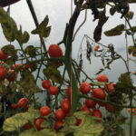 EssBO! Gärten und Gärtnern