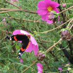 EssBO! Gärten und Gärtnern