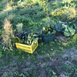 EssBO! Gärten und Gärtnern