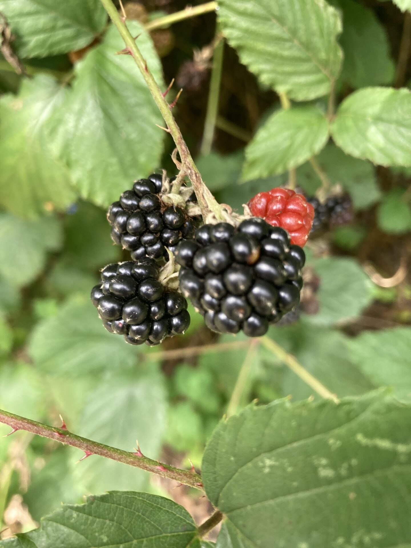 Brombeeren am Strauch